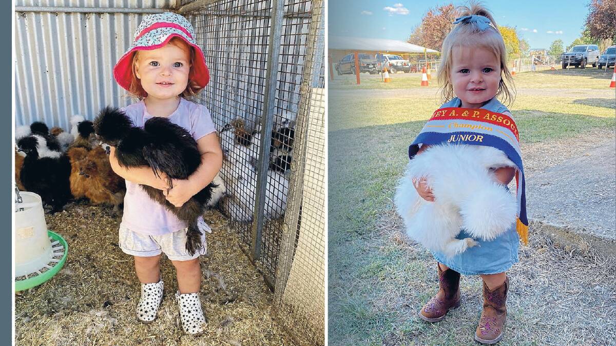 At just 20 months of age, Annabelle Kelly, Kurrajong, is making waves with her chooks, recently winning champion and reserve junior bird of show at Blayney. Photos: Supplied