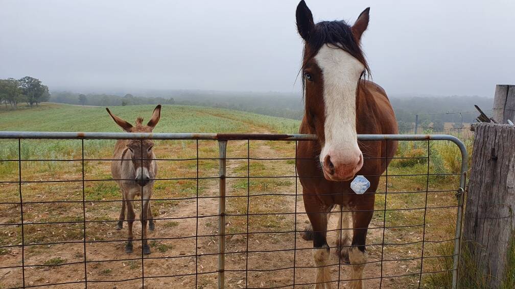 Pentire Pedro the donkey with his new mate an 18-hand Clydesdale draught horse. 
