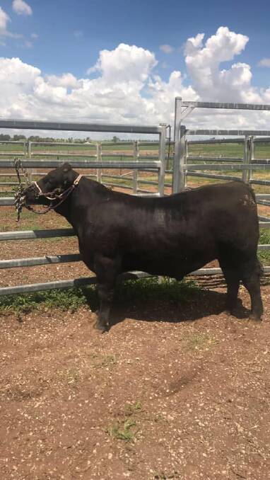 The trade carcase champion from Calrossy Anglican School, Tamworth, was an Angus/Shorthorn bred by Sprys Shorthorn and Angus, Wagga Wagga. Photo: Sprys Shorthorn Facebook 