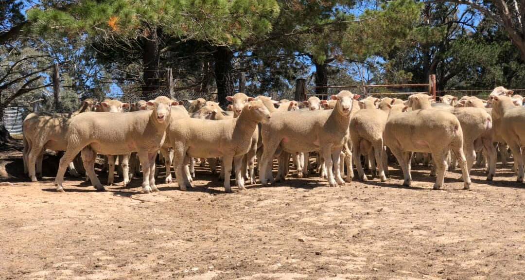 The line-up of Bo-Bar sale rams posted to the stud's Facebook page prior to the sale. Photo supplied. 