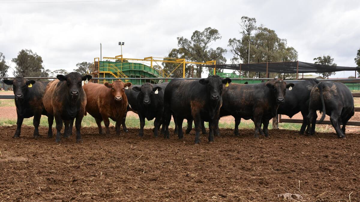 Hick Beef's steers had an average daily weight gain of between 2.34 and 3.09 kilograms  per day. 