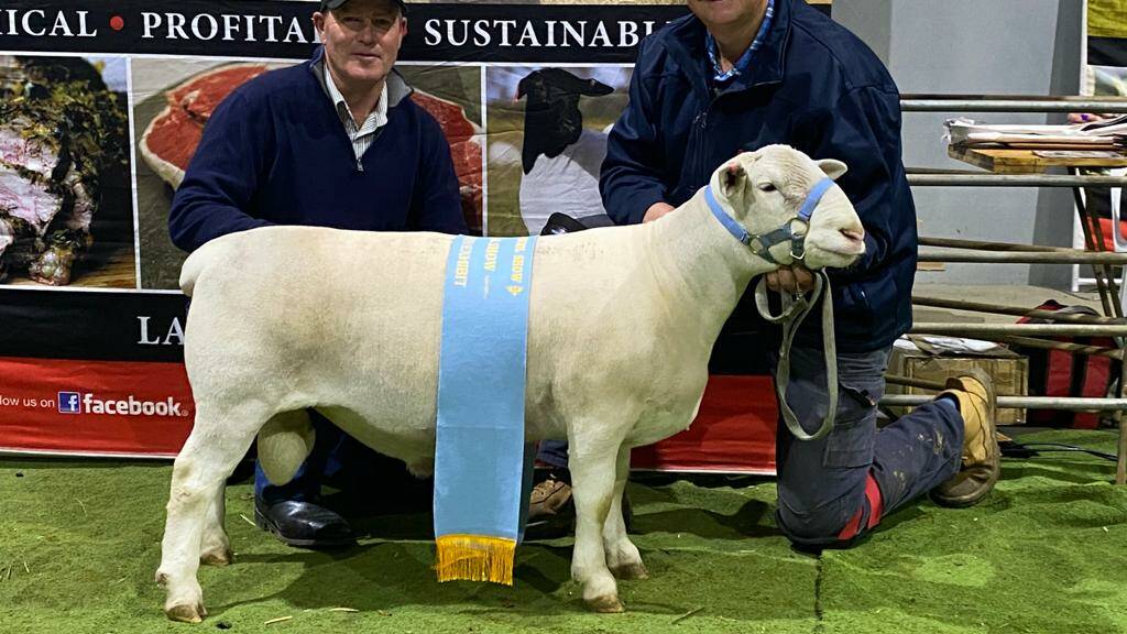 Burrawang Dorper & White Dorper Stud, Ootha, NSW, had plenty to celebrate, taking out
the prize for 2021 DSSA National Champion Junior White Dorper Ram, National Grand
Champion White Dorper Ram, National Supreme White Dorper Show Exhibit and Show
Supreme with Burrawang Budweiser 200107