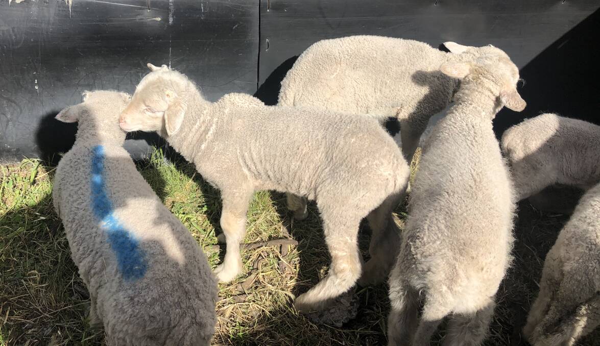 Lambs with white muscle disease sometimes stand with arched backs as they are experiencing muscle pain and so are reluctant to walk.