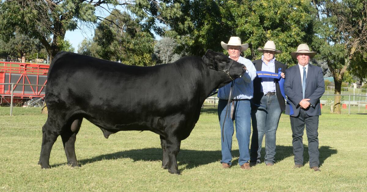 JACKPOT BULL: An Angus, PC Quick Silver Q63, exhibited by Greg Fuller (handler) from Pine Creek Angus, Woodstock, with associate judge Emily Polsen, Grace Valley Livestock, Yass, and judge Graham Williams, Thunderbird Ag, Windsor. Photo: Mark Griggs