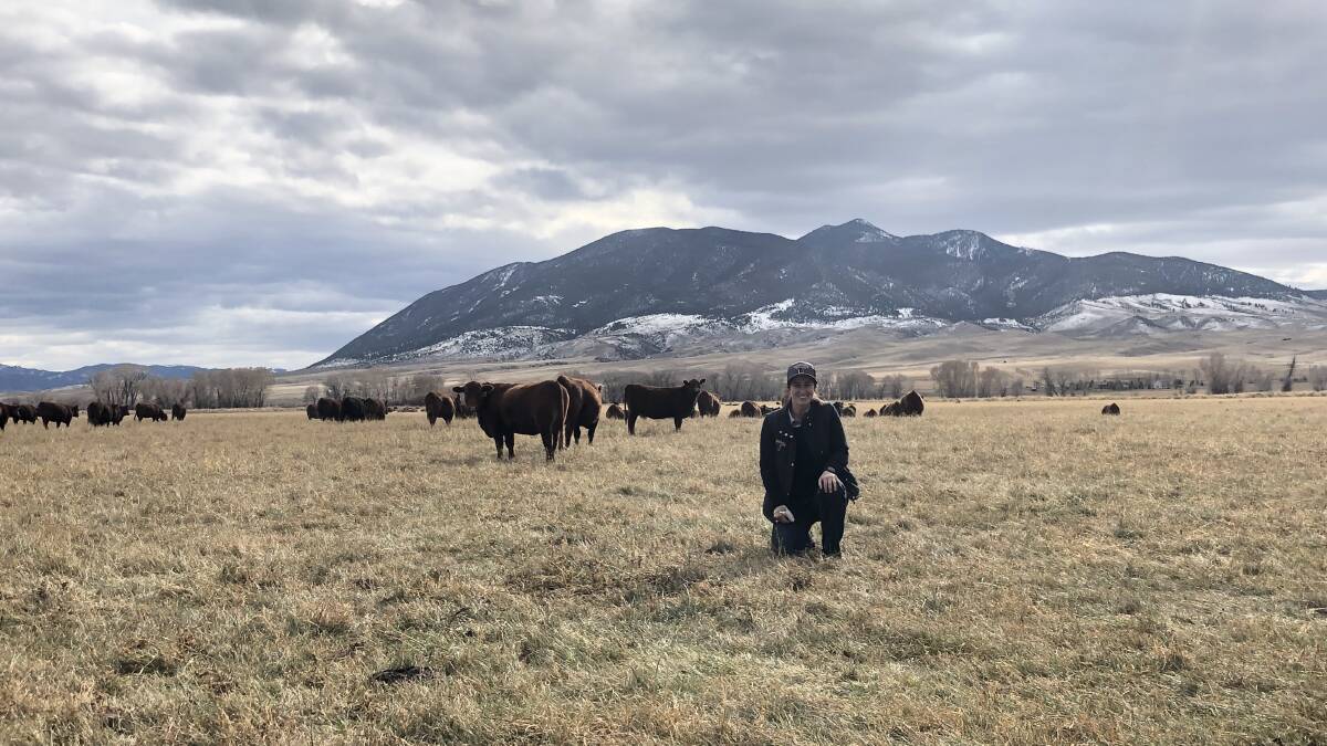 Hannah Powe inspecting cattle at 5L Red Angus in Montana. 