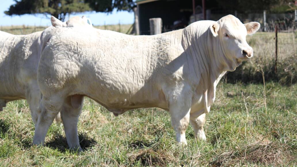 SALE-TOPPER: The $31,000 Wakefield Raise The Bar purchased by Myona Charolais, Coonamble. Photos: Supplied 