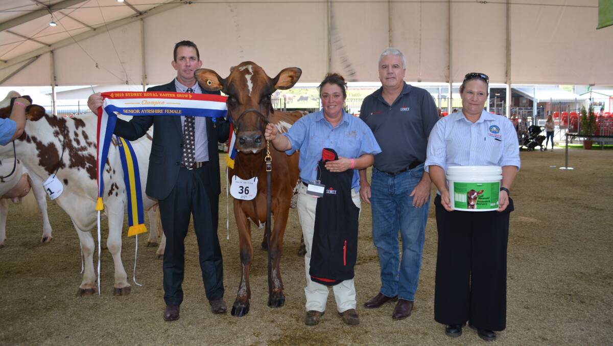 Senior champion Ayrshire female, and senior best udder winner, Ghinni Creek Picasso, held by owner Janine Eagles, Moto, and sahed by judge Pat Nicholson, Jugiong Jerseys, Northern Victoria, Semex general manager David Mayo, and International Animal Health's Brooke Allan. 