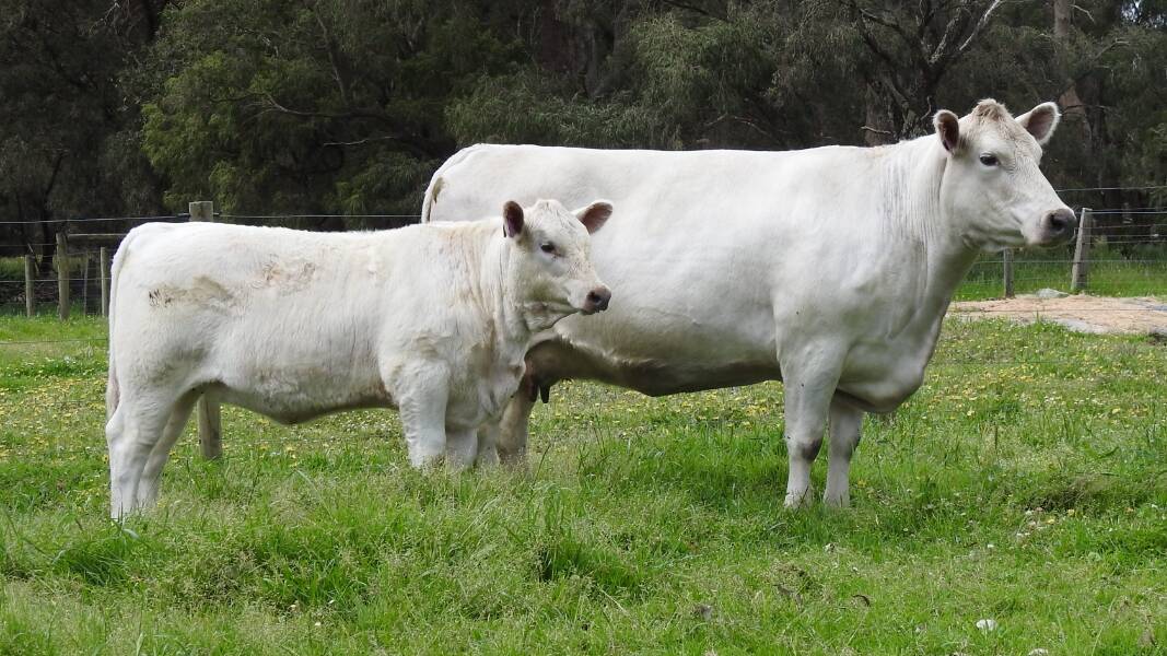 The $18,000 top-priced female Monterey Miss Kuri M163 from vendors Gary and Julie Buller of Monterey Murray Greys, Karridale, sold to Shelldee Murray Greys, Kingaroy, Qld. Photo: AuctionsPlus