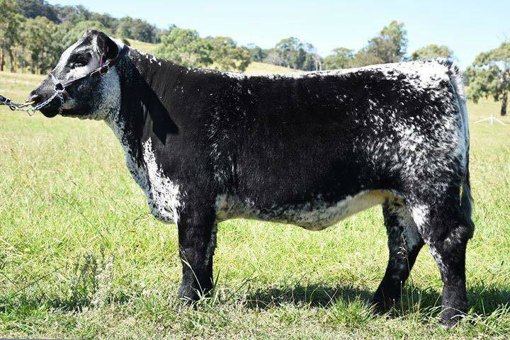 Battalion Heartbreaker P6 sold for $30,000 to Baw Baw Speckle Park stud, Yarragon, Vic. Photo: Battalion Facebook page