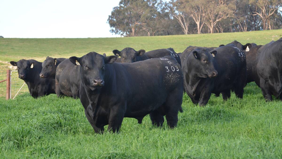 Finding the diamond in the rough, the stand out new sire or donor female offering new genetics or excellent figures, may be put on hold with no overseas travel in the near future. Will this mean we turn to our own back yard for options? Photo: Gilmandyke Angus