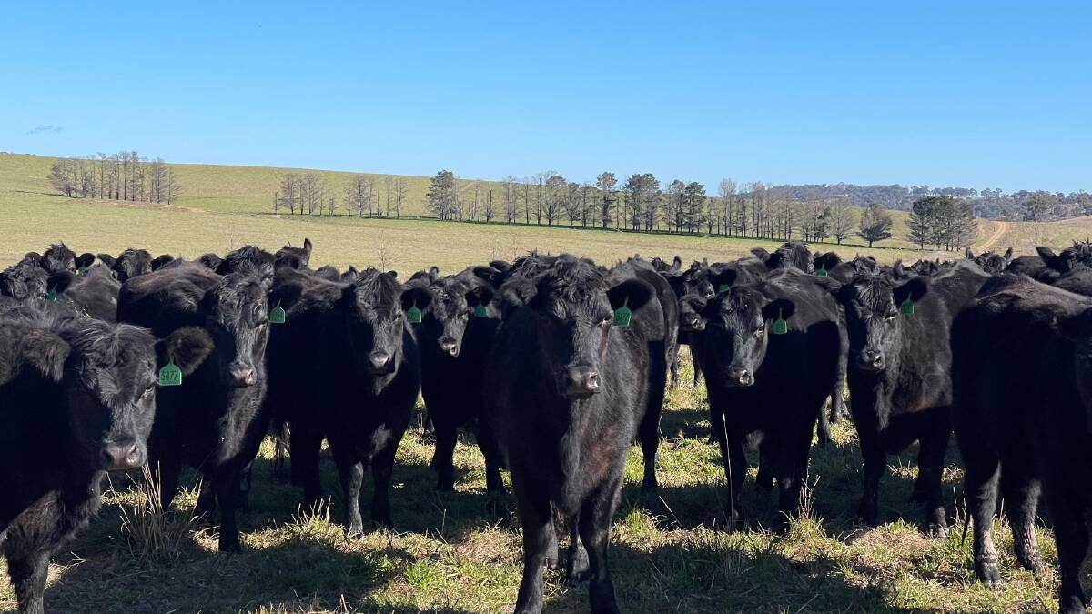 Heifers hit the market with real-time weight gains in industry first sale