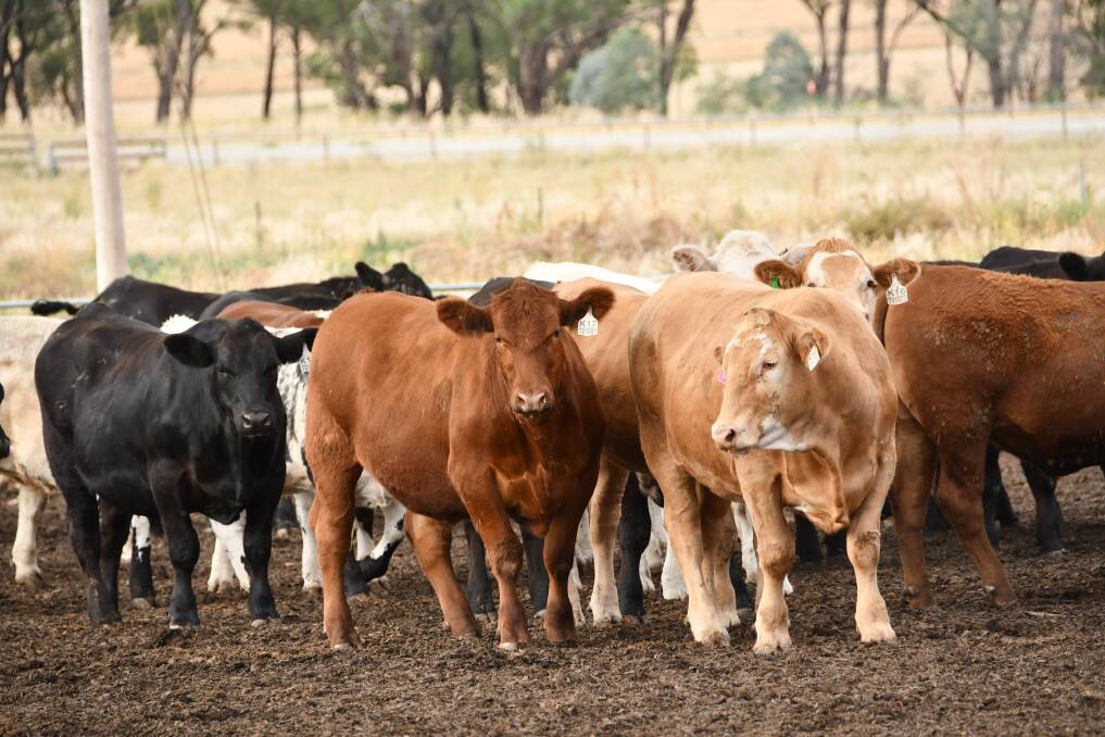 Purebred and composite cattle were represented in the 2021 feedback trial. 