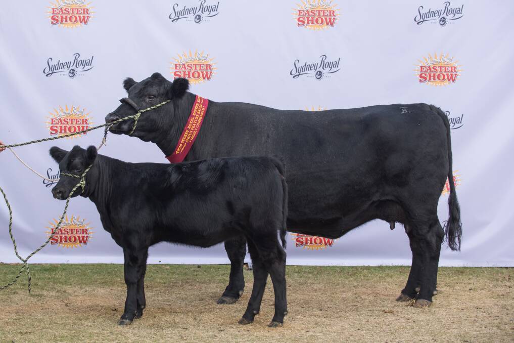 The Bulliac female was commended for her longevity and soundness for age, and received highly commended in the mature cow class of females over 48 months. Picture: Emily H Photography 