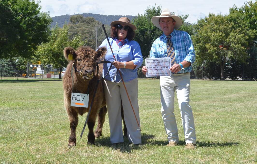 RESERVE JUNIOR CHAMPION: Liz Stuart of Yass holding her junior champion heifer Lilliesleaf Raven, alongside cattle committee member Stuart Glover. 