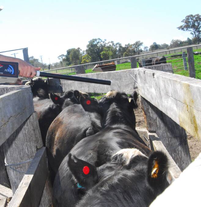 The benefit of getting traceability right means producers can command higher profits while being assured of a good customer today, tomorrow and into the future.