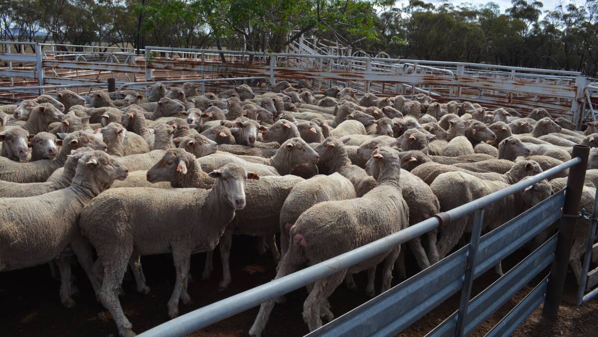 Since the West Wyalong Maiden Ewe Competition the Kitto's short-wool maiden ewes have put on condition more than the woolly ewes on the same ration. They are hoping they join well. Photo: Hannah Powe