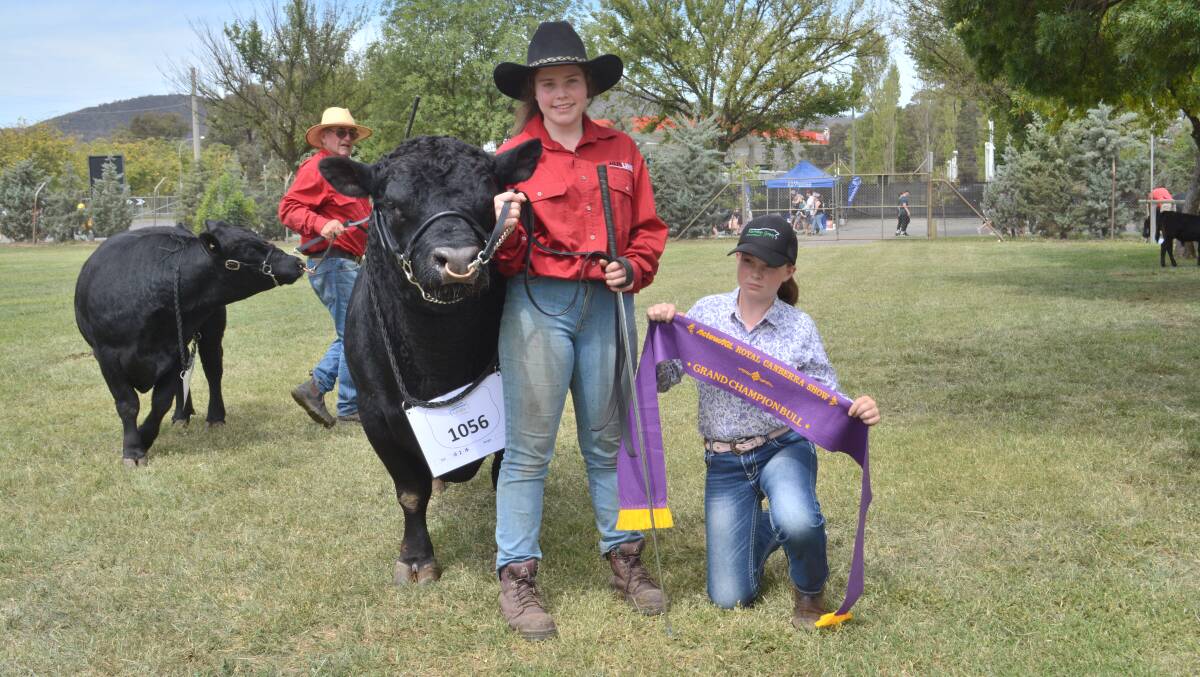 Judged by Sam Hunter of Agstock, Yass, the Ausline section had six entries all exhibited by John Hudson of Well Station stud, Canberra.