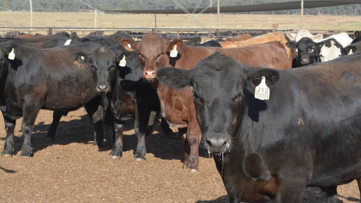 "From the data the cattle have performed well on average, but each year we see a really big spread and difference from lowest to highest animals - which is a big challenge for our industry as a whole," Jeff House, trial analyst said. 