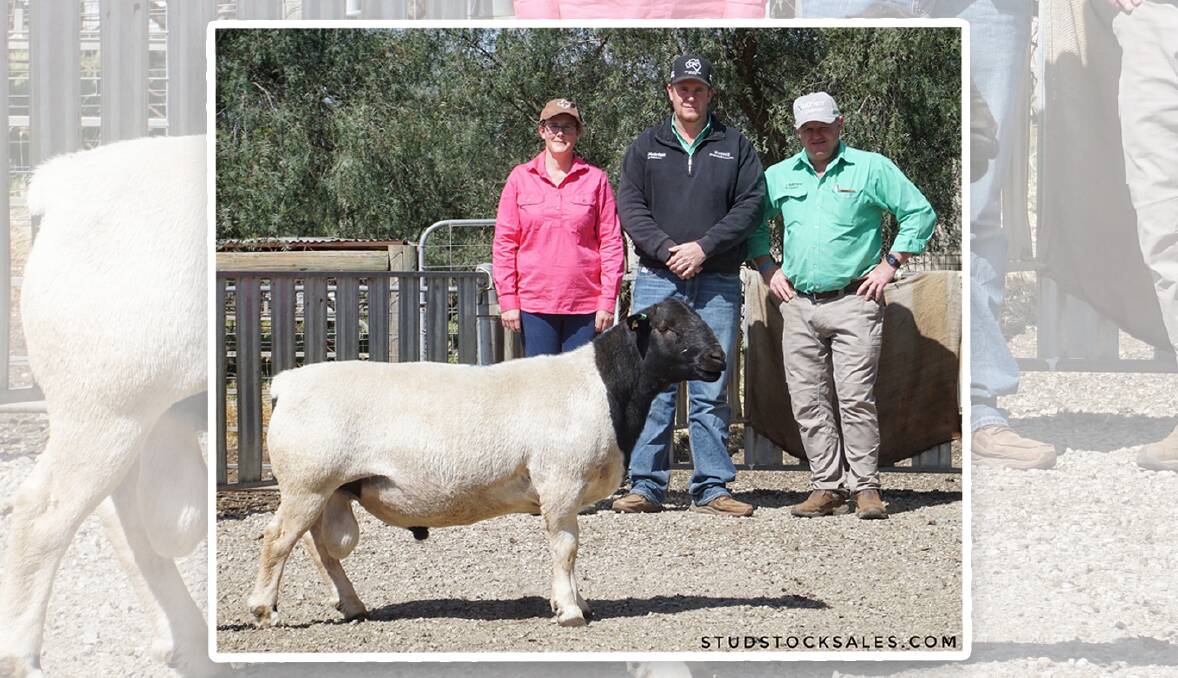 SALE-TOPPER: The $20,000 ram with Andrea Vagg of Dell African Dumisa stud, Moama, Luke Scales, Nutrien Russell Livestock, Cobar, and John Settree of Nutrien stud stock, Dubbo. Photo: studstocksales.com