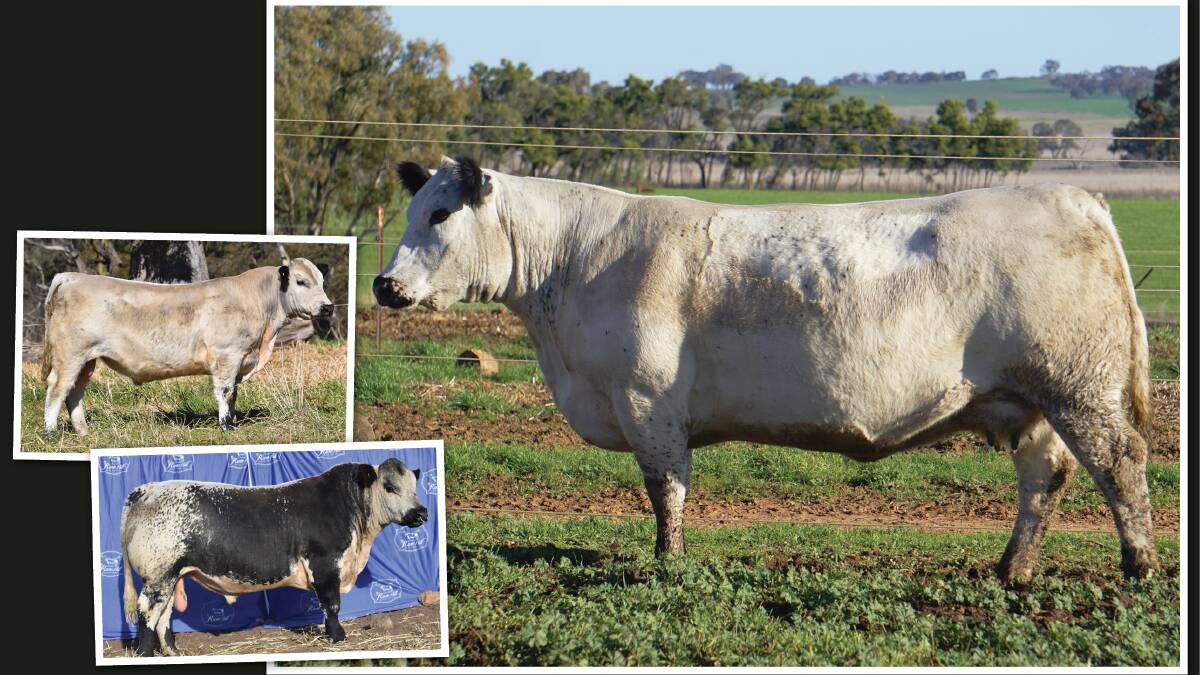 SALE-TOPPERS: (L-R) Ebbwvale M2 Renegade, Rose Hill Secret's Out, and the $51,000 Blue Spark Starlight P01. Photo: studstocksales.com (main image)