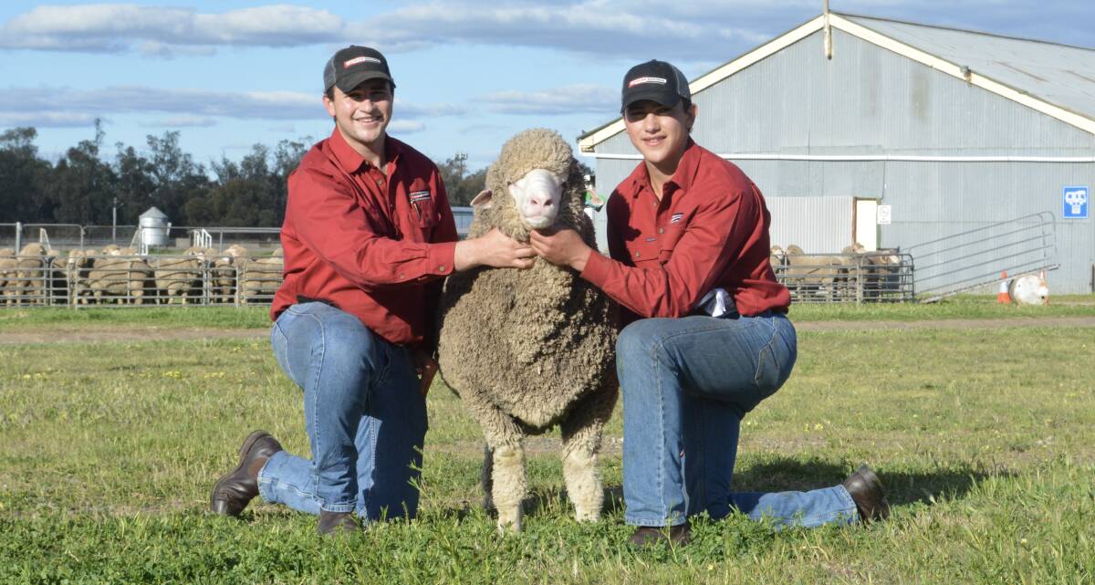 Mitch and Campbell Rubie, Lachlan Merinos, Warroo with Lachlan 200721 ram purchased for $7500 by Kevin and Therese Welsh of Eugowra. 