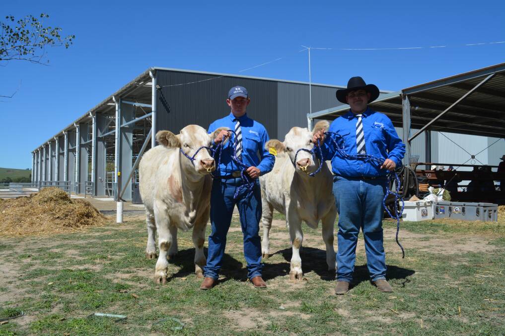 St Stanislaus' College, Bathurst, Year 11 students Jack Morrison and Deykyn Haley with the steers, Victor and Chang, from Temana Charolais being prepared for the Victor Chang Charity Steer Auction. Photo: Hannah Powe 