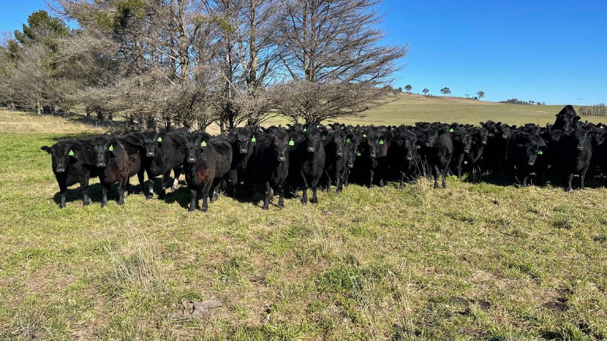 The first draft of heifers with live data collected through the in-paddock Optiweigh system are on the market. They are from Booroomooka blood cows by Booroomooka, Millah Murrah and Isla bulls. Photo: supplied