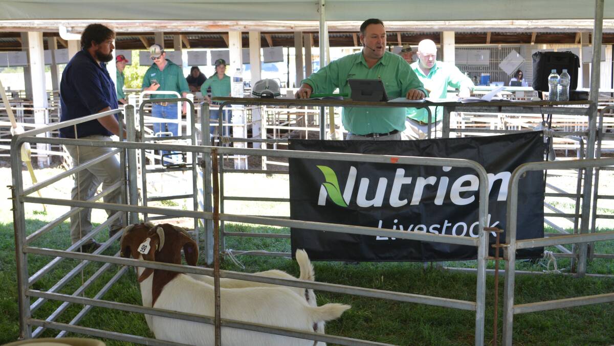 The sale was settled by Nutrien Dubbo with auctioneers Brad Wilson (pictured) and John Settree. 