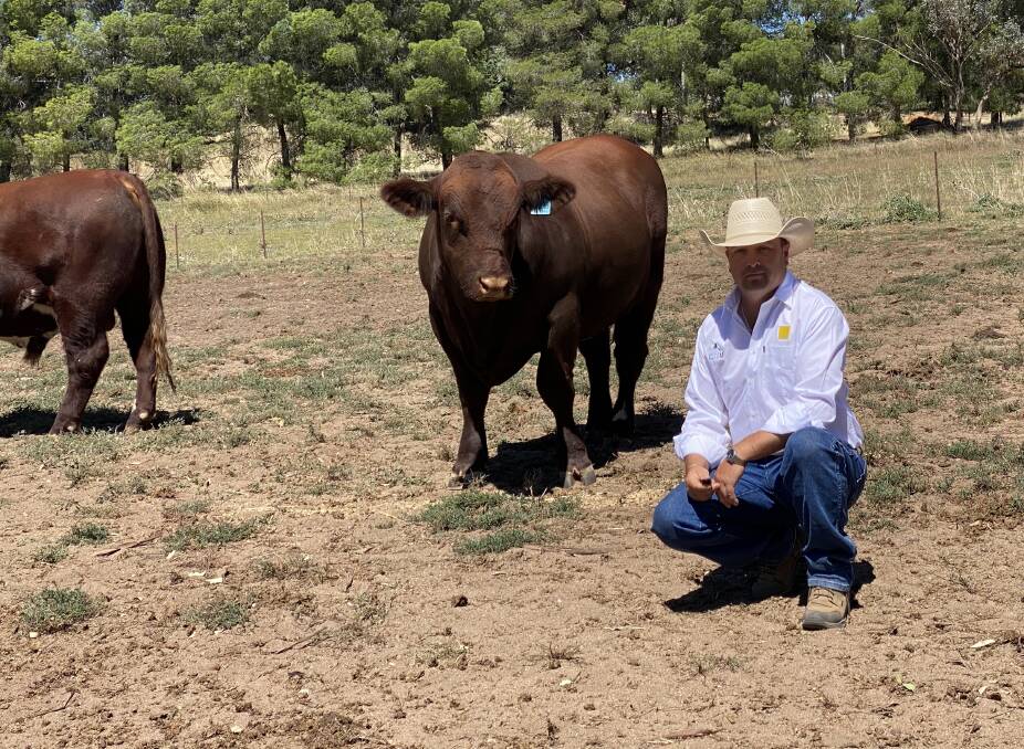 Ray White Livestock GTSM the third agent for the 62nd annual Shorthorn National Show and Sale. Pictured is stud stock agent Ryan Morris, Young. Photo: supplied