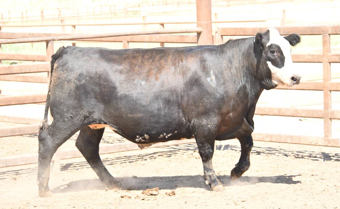 Melon Pastoral Company's Angus/Hereford steer which gained 2.34 kilograms per day over the trial period. 