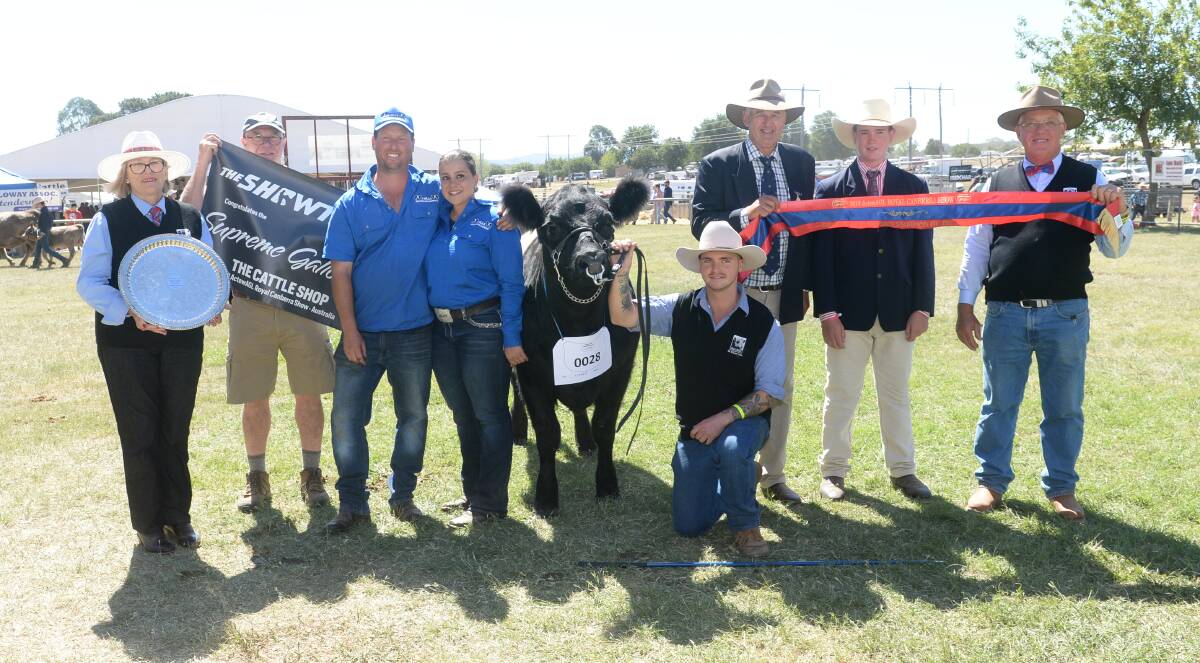 The supreme Belted Galloway exhibit and overall supreme exhibit for the Galloway feature show went to 7 Hills Nutmeg. 