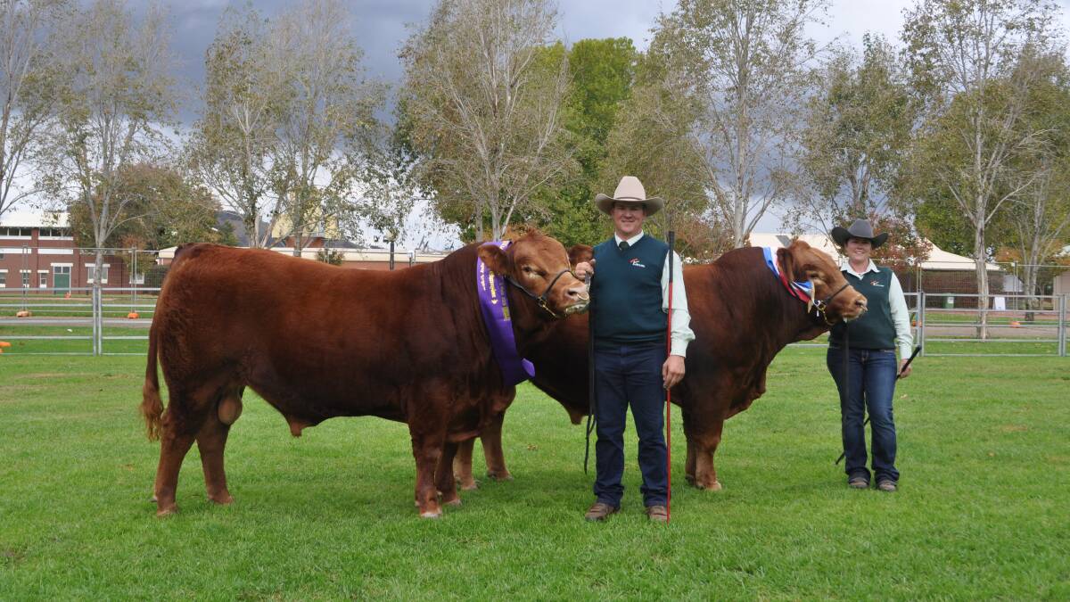 Flemington Next Level sold for $28,000 at the Limousin National Sale. Pictured with the top-selling bull, Donna Robson, Flemington Limousins, Batlow and buyers Damian and Mandy Gommers, Mandayen Limousins, Keith, South Australia. Photo: Olivia Calver