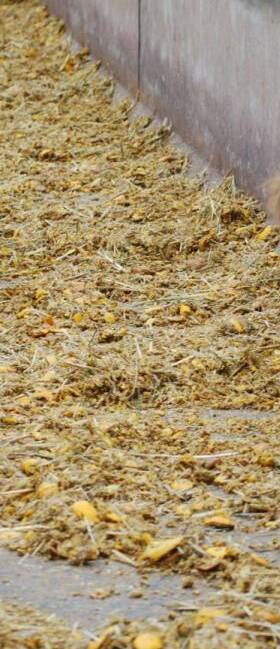 The process of micronisation reduces the density of the grain and allows for increased intestinal digestion, and results in the animal eating slower. Photo: supplied