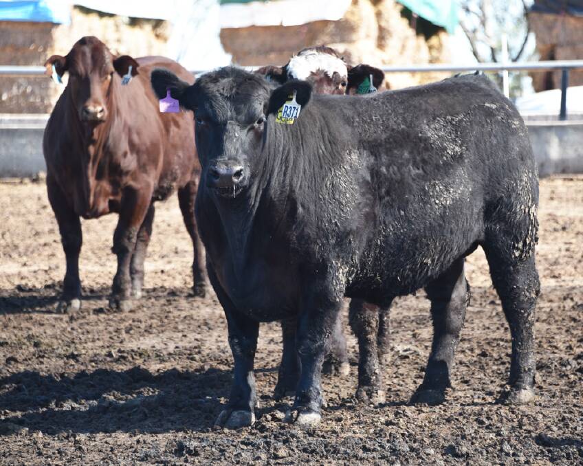 Texas Angus takes top spot in RAS Beef Challenge