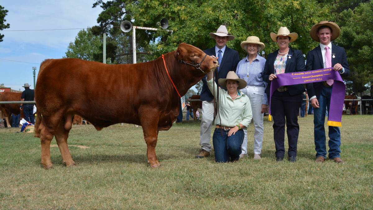 Longreach Limousin's grand champion bull Longreach Muscle Man held by stud manager Kylie Jonkers, with International Animal Health representative Jason Sutherland, stud owner Carolyn Tooth, judge Donna Robson, and associate judge Cooper Carter. 