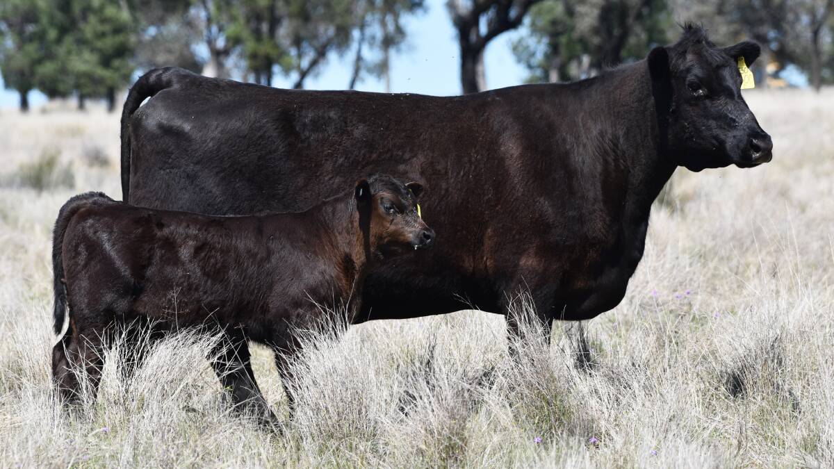 Texas Pride L600, with a bull calf at foot, was sold for $150,000 by Ben and Wendy Mayne, Texas Angus, Warialda, to Moorunga Angus, Dromana on the Morington Peninsula, Vic, through Michael Glasser, Ray White GTSM, Albury. 