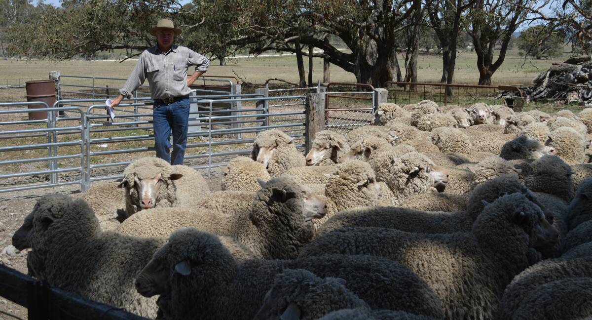 Geoff Croker, Meadow Drive, Golspie, with his Winyar-blood ewes classed by Alan Dawson, Winyar Merinos, Canowindra, during the ANZ Agribusiness Taralga Region Flock Ewe Competition on February 26. Photo by Hannah Powe. 