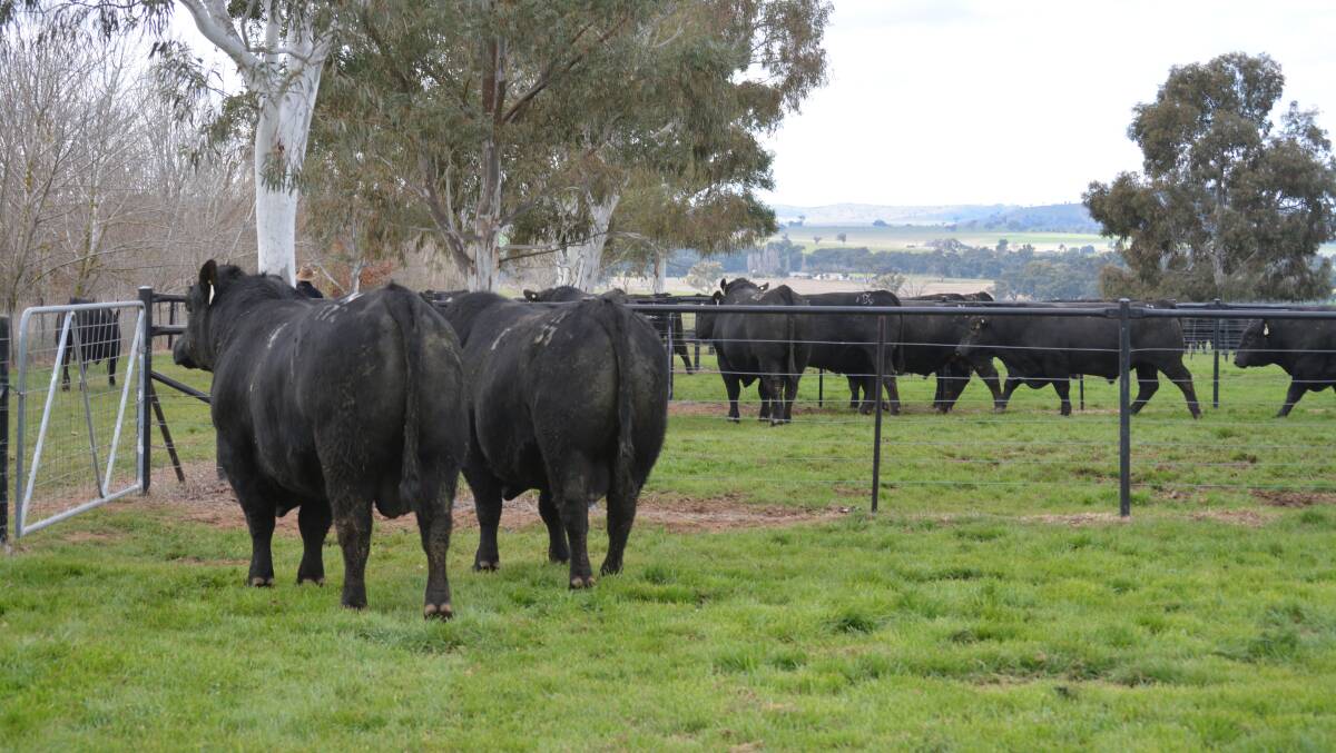 "Bull breeding soundness evaluations, structural assessments, EBVs, raw data - there is a lot of imformation and tools but one should not be used alone," Northern Tablelands Local Land Services livestock officer Tahnee Manton said. Photo: Hannah Powe