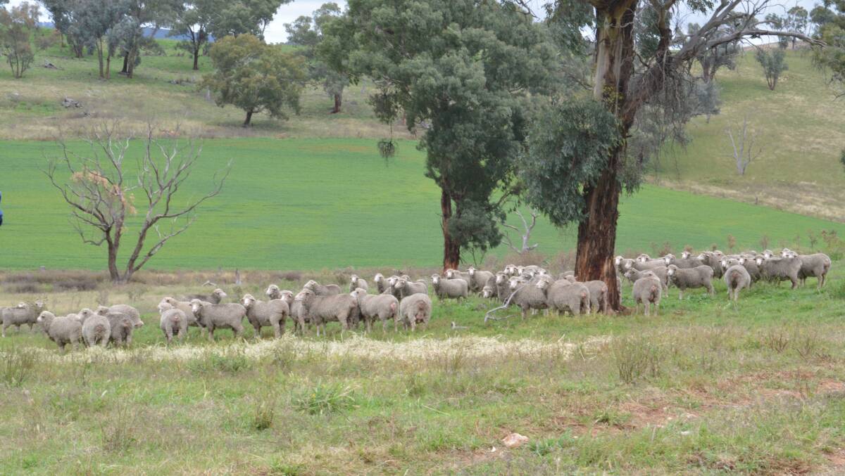 Breeding lambs is their focus, rather than wool cut.