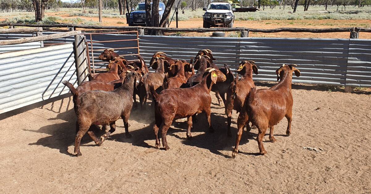 The donor does used for the first Baringa Red Doe embryo program. Photo: supplied 