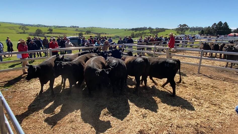 Pregnancy-tested-in-calf Angus heifers, rising 24 months, sold to a top of $3900 a head at Gilmandyke Angus. 