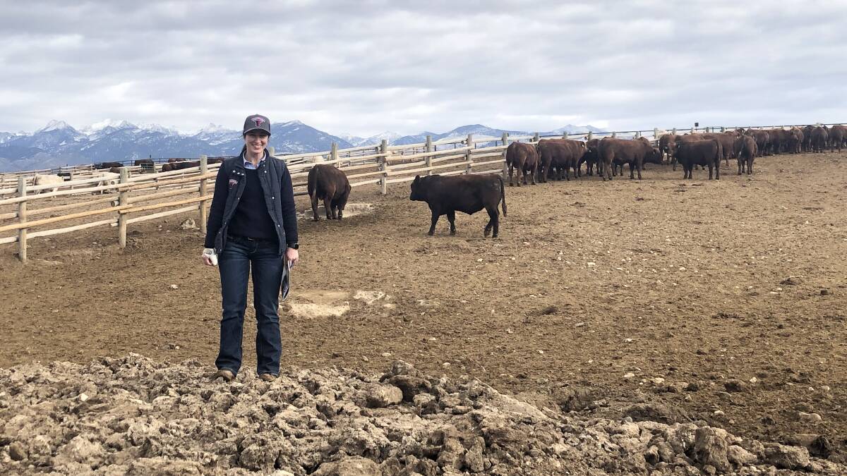 Hannah Powe inspecting sale bulls at 5L Red Angus, Montana. 