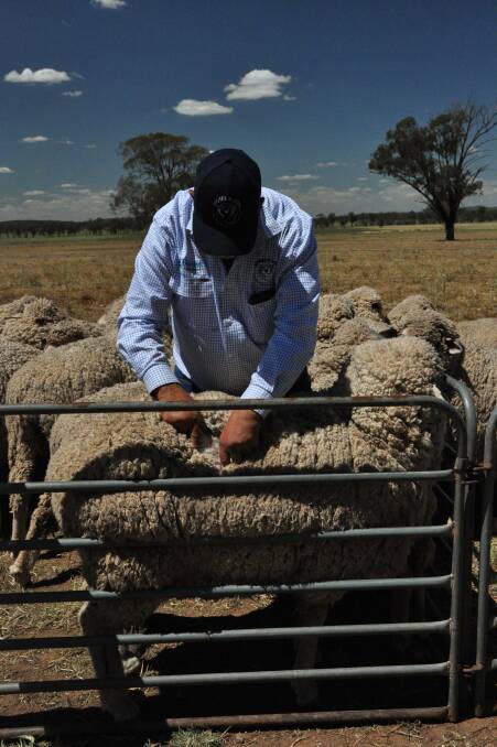 Low performing ewe, 160324, with Marty Moses of Moses and Son. Photo: supplied 