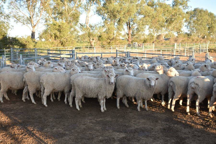 The Pittman family, Loomberah, purchased 101 first-cross, scanned in lamb ewes for $436/head from Bereni Pastoral Co, Billimari. Photo: AuctionsPlus