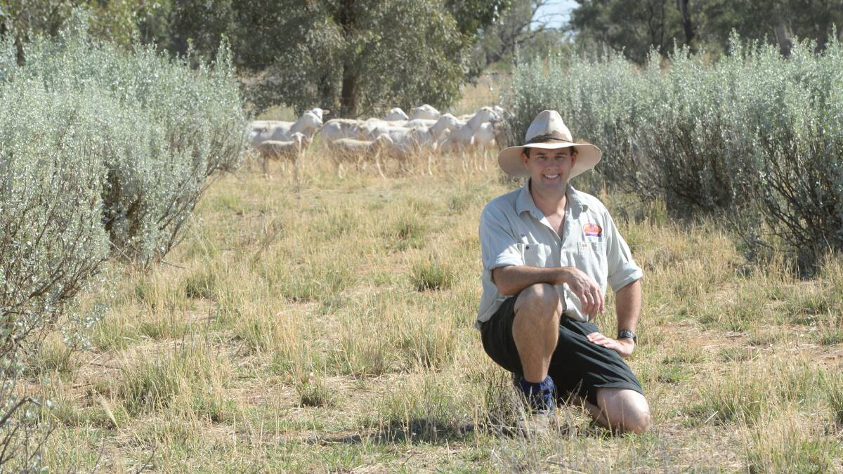The Sippels producer Dorper lambs that are processed straight off mum for their Drover's Choice Saltbush Lamb branded products. 