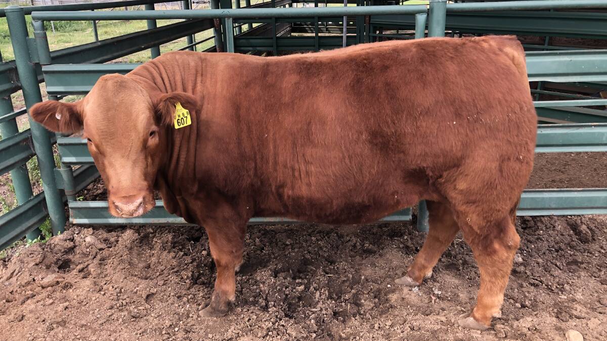 Red Bend Catholic College also exhibited the reserve champion heavyweight steer, a purebred Limousin weighing 558kg which was bred by Phil and Sheridan Kirk's Wilworril Limousins, Peak Hill. Photo: Susan Earl 