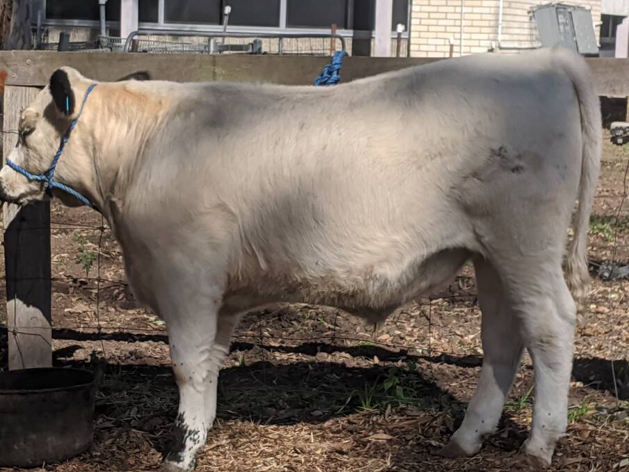 The light middleweight winner and light middleweight jackpot steer. Photo: supplied 
