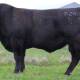 Summit Kung Fu R28, account of Hayden, Jasmin and Arthur Green of Summit Livestock, Uranquinty, sold for the $18,000 sale high to Phil Kirk of Wilworril Limousins, Peak Hill. Photo: Supplied 