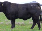Summit Kung Fu R28, account of Hayden, Jasmin and Arthur Green of Summit Livestock, Uranquinty, sold for the $18,000 sale high to Phil Kirk of Wilworril Limousins, Peak Hill. Photo: Supplied 