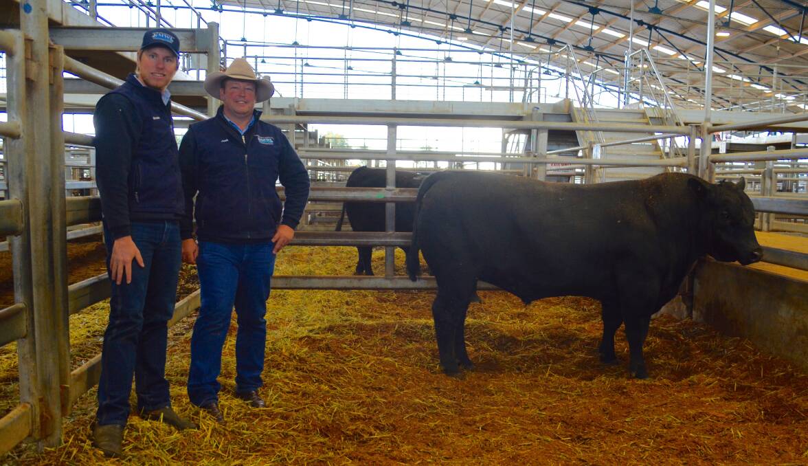 KMWL's Brendan Mansbridge and Josh Crosby with the $18,000 top-priced bull sold to Consolidated Pastoral Company through AuctionsPlus. 
